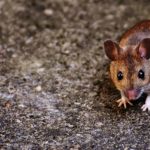 バンクシーとは? ネズミに込めた意味？東京で発見されたネズミの絵は本物？
